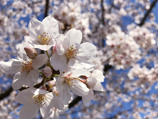 4月 桜